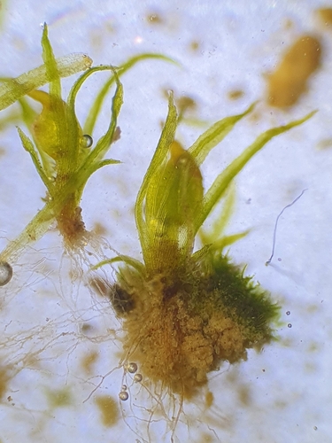 Image of Ephemerum recurvifolium by no rights reserved