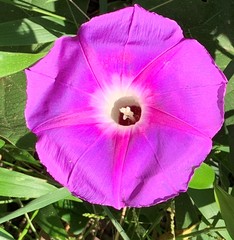 Ipomoea villifera