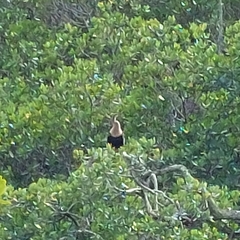 Anhinga anhinga