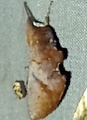 Hemiceras nigrescens