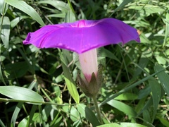 Ipomoea villifera