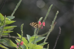 Tithorea harmonia megara