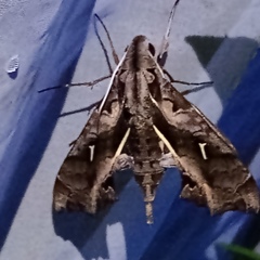 Hemeroplanes triptolemus