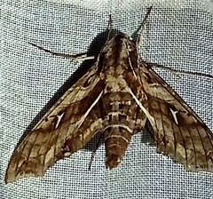 Hemeroplanes triptolemus