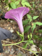 Ipomoea splendor-sylvae