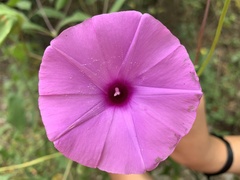 Ipomoea splendor-sylvae