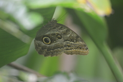 Caligo teucer insulanus