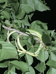 Philothamnus punctatus