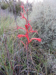Watsonia stokoei