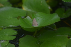 Hermeuptychia canthe