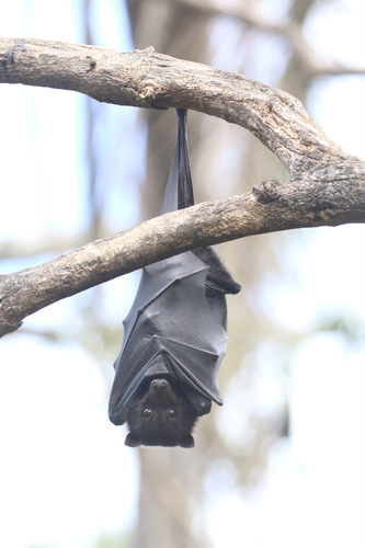 Black Flying Fox