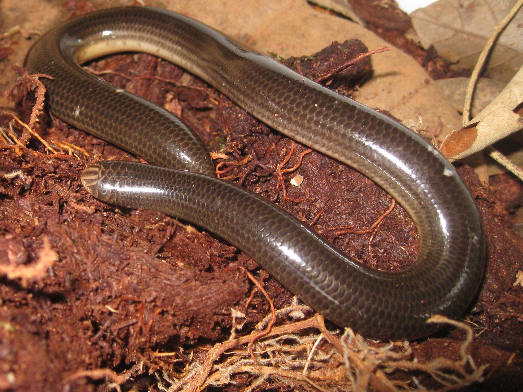 Cobra-cega (Typhlops reticulatus).