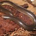 Brongersma's Worm Snake - Photo (c) Marco Aurelio de Sena, some rights reserved (CC BY-NC), uploaded by Marco Aurelio de Sena