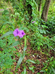Ruellia simplex image