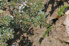 Frankenia pulverulenta