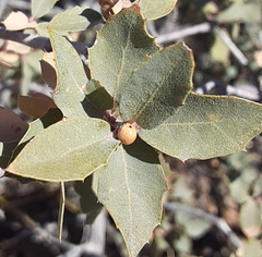 Andricus coconinoensis