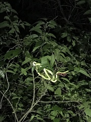 Philothamnus punctatus