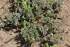 Frankenia pulverulenta