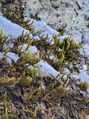 Leucodon andrewsianus