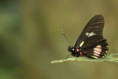 Archonias brassolis tereas