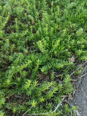 Myoporum parvifolium