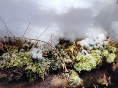 Polytrichastrum ohioense