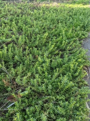 Myoporum parvifolium