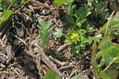 Ranunculus sceleratus multifidus