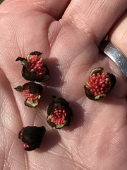 Parrotia
