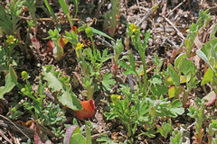 Ranunculus sceleratus multifidus