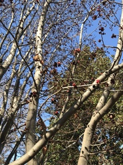 Parrotia