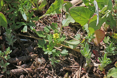 Ranunculus sceleratus multifidus