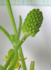 Ranunculus sceleratus multifidus