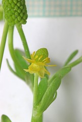 Ranunculus sceleratus multifidus