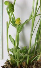 Ranunculus sceleratus multifidus