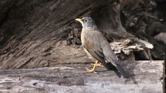Turdus falcklandii