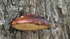 Postia pelliculosa