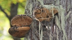 Fungi
