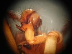 Amaurobius fenestralis