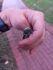 Macrocossus toluminus