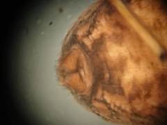 Amaurobius fenestralis