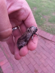 Macrocossus toluminus