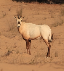 Oryx leucoryx