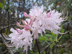 Rhododendron canescens image