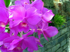 Guarianthe