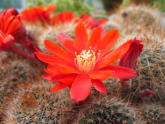 Rebutia