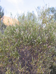 Passerina truncata