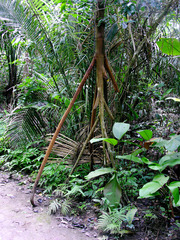 Socratea exorrhiza