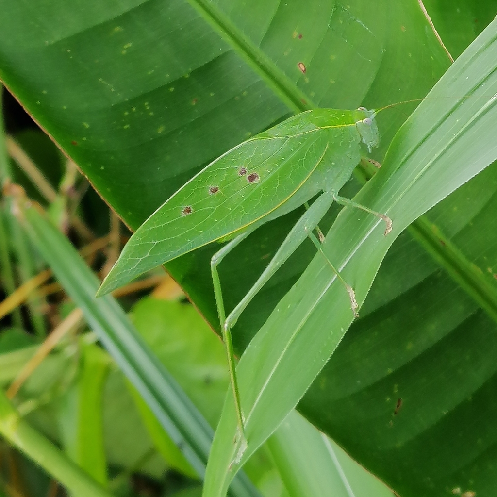 Phylloptera fosteri