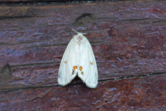 Euproctis haemodetes